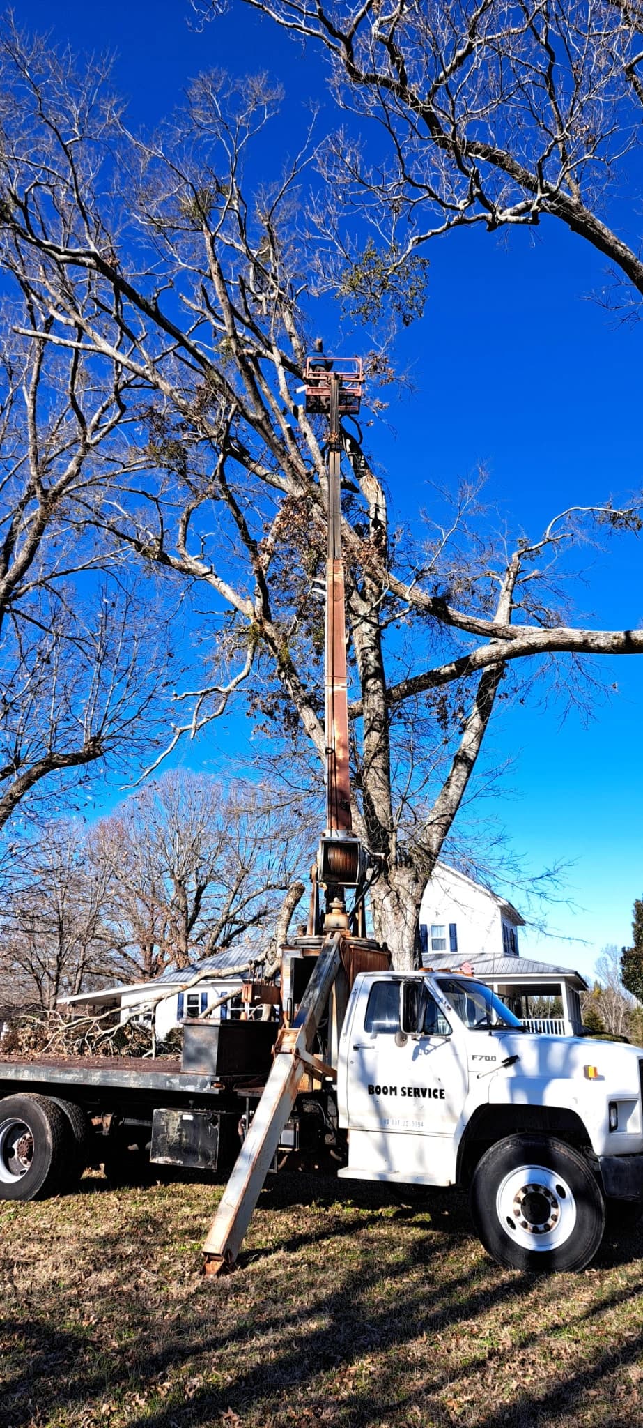 Operator in a boom truck man-basket trimming branches from a tall tree